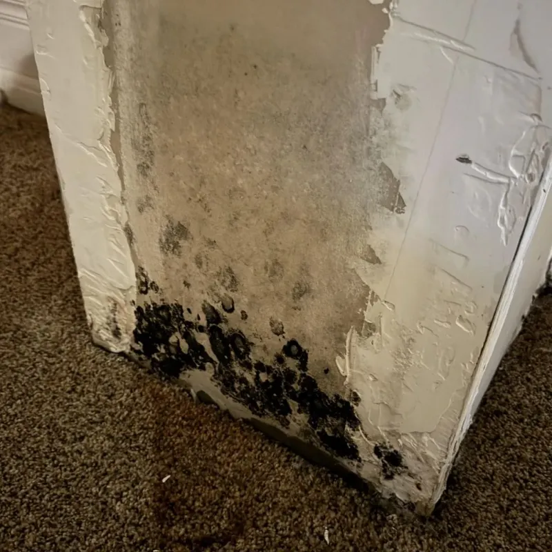 Professional Mold Removal in Garland, UT